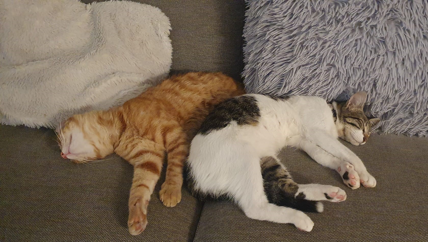 Both cats 3